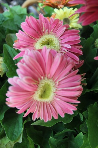 Name:  IMG_4426.jpg
Views: 417
Size:  69.4 KB