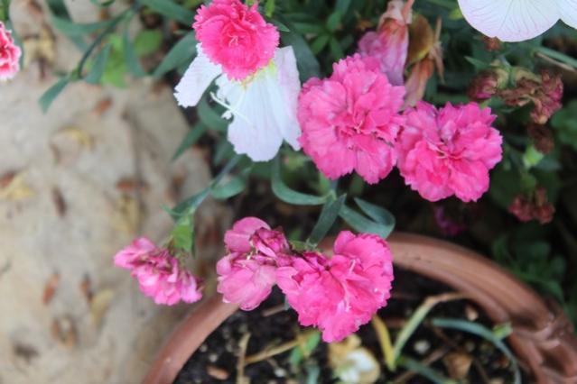 Name:  IMG_4317.jpg
Views: 421
Size:  36.7 KB