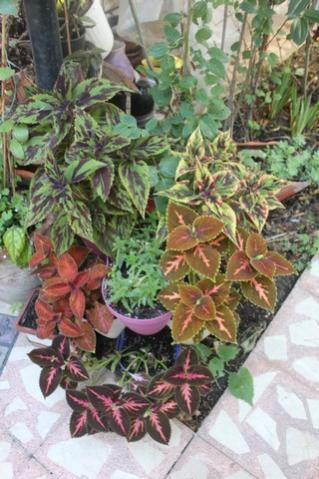 Name:  IMG_4565.jpg
Views: 416
Size:  36.8 KB