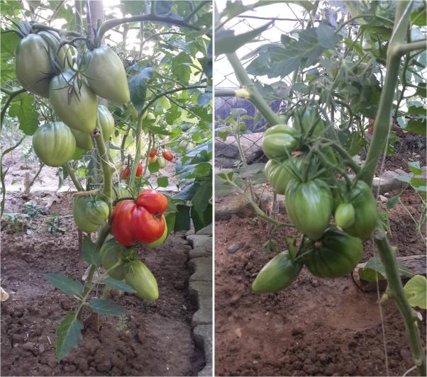 Name:  alakretlisi.jpg
Views: 877
Size:  71.9 KB