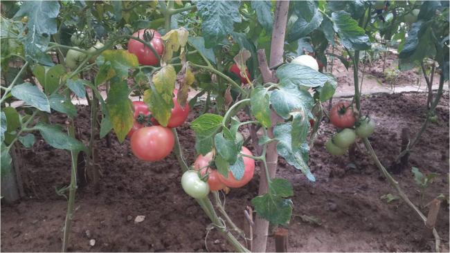 Name:  pembe2.jpg
Views: 881
Size:  51.7 KB
