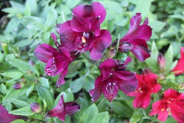 Name:  IMG_4152.jpg
Views: 377
Size:  45.8 KB