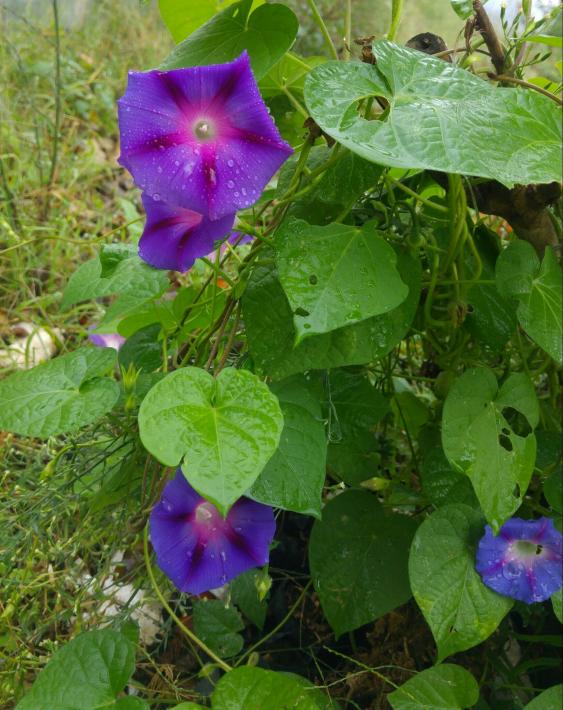 Name:  20160921_130247-1-1.jpg
Views: 583
Size:  73.2 KB