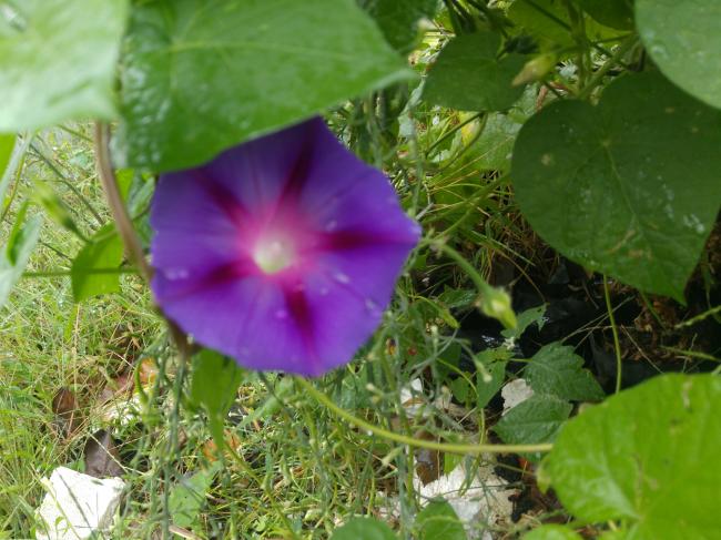 Name:  20160921_130255-1.jpg
Views: 563
Size:  56.2 KB
