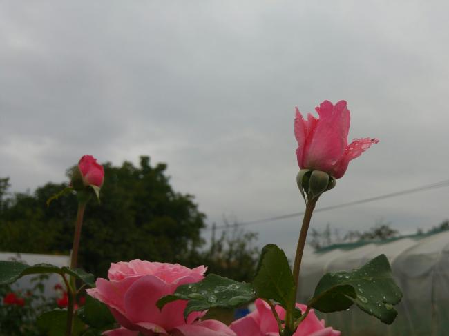 Name:  20160921_171704-1.jpg
Views: 1116
Size:  23.0 KB