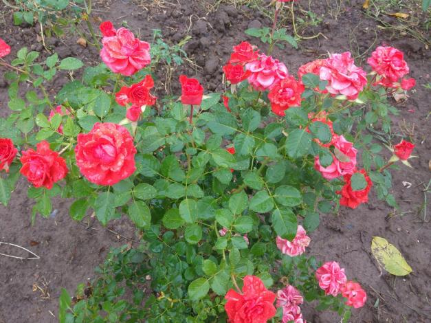 Name:  20160921_130330-1.jpg
Views: 1194
Size:  70.7 KB