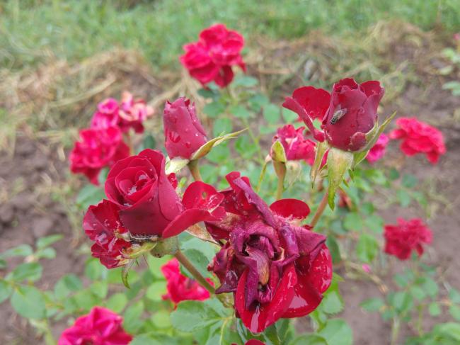 Name:  20160921_171647-1.jpg
Views: 1170
Size:  48.8 KB