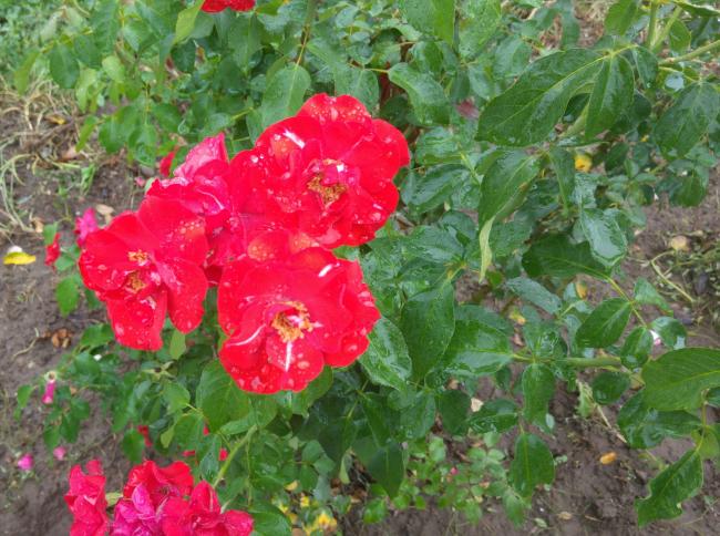 Name:  20160921_130403-1.jpg
Views: 1181
Size:  66.5 KB