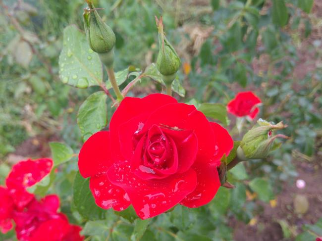 Name:  20160921_171745-1.jpg
Views: 1187
Size:  41.7 KB