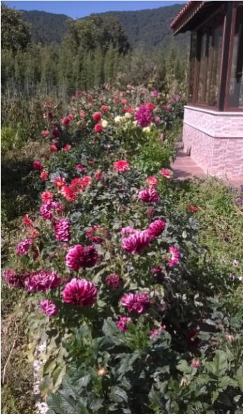 Name:  dahliya 25.09.2016.jpg
Views: 823
Size:  51.8 KB