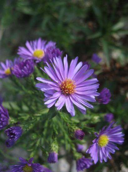 Name:  aster.jpg
Views: 798
Size:  28.6 KB