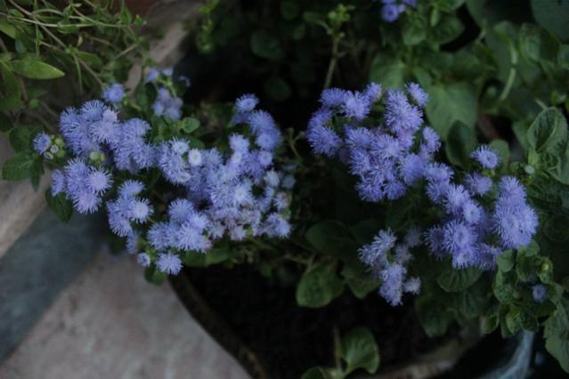 Name:  IMG_4954.jpg
Views: 262
Size:  36.8 KB