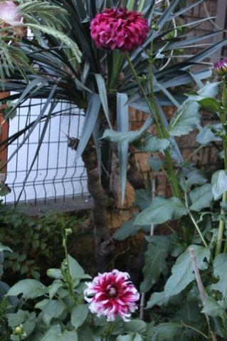 Name:  IMG_4991.jpg
Views: 235
Size:  33.9 KB
