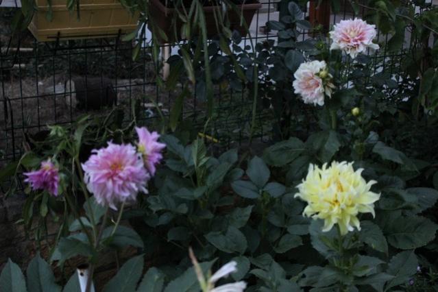 Name:  IMG_4982.jpg
Views: 237
Size:  42.6 KB