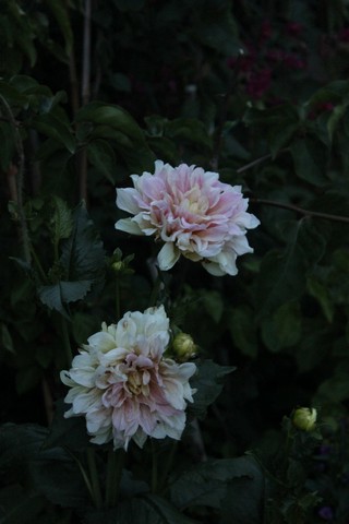 Name:  IMG_4985.jpg
Views: 226
Size:  49.3 KB