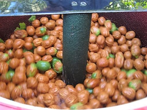 Name:  ceviz soyma1.jpg
Views: 717
Size:  41.4 KB