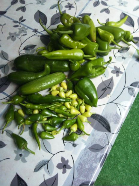 Name:  bi11.JPG
Views: 283
Size:  61.5 KB