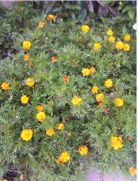 Name:  ka1.jpg
Views: 317
Size:  65.1 KB