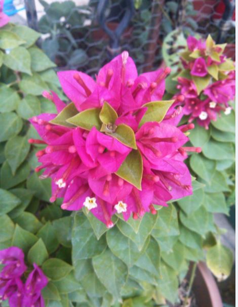 Name:  be1.JPG
Views: 309
Size:  53.7 KB