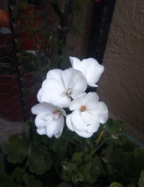 Name:  sa1.JPG
Views: 286
Size:  35.1 KB