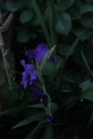 Name:  IMG_5000.jpg
Views: 458
Size:  41.1 KB