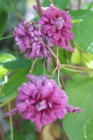 Name:  IMG_5097.jpg
Views: 457
Size:  64.7 KB