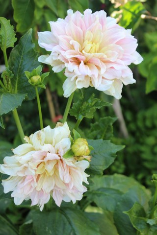 Name:  IMG_5039.jpg
Views: 435
Size:  68.2 KB