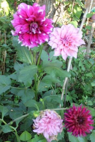 Name:  IMG_5087.jpg
Views: 444
Size:  33.5 KB