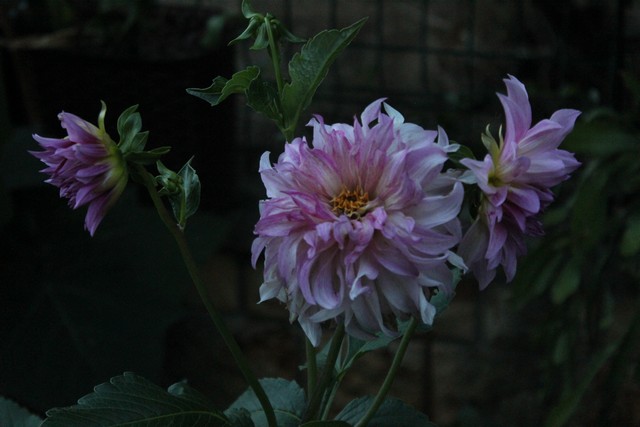 Name:  IMG_4984.jpg
Views: 448
Size:  68.3 KB
