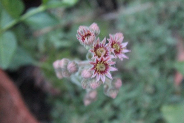 Name:  IMG_5008.jpg
Views: 428
Size:  61.6 KB