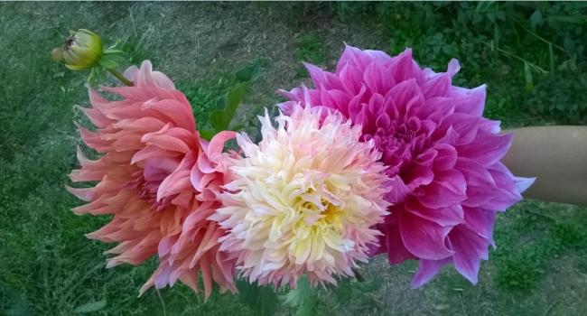 Name:  dahliya 3 yni toplu 02.10.2016.jpg
Views: 784
Size:  44.0 KB