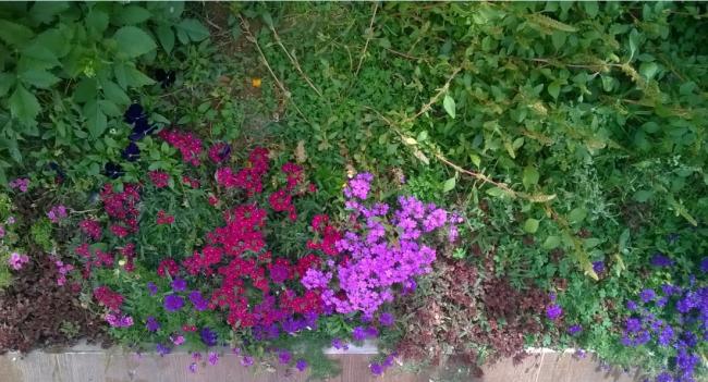 Name:  verbena 02.10.2016.jpg
Views: 766
Size:  60.6 KB