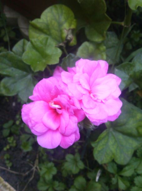 Name:  ss.JPG
Views: 221
Size:  39.4 KB