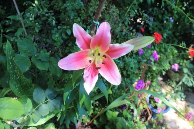 Name:  IMG_5287.jpg
Views: 346
Size:  51.3 KB