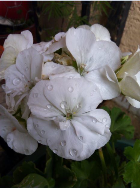 Name:  ss3a.JPG
Views: 382
Size:  41.5 KB
