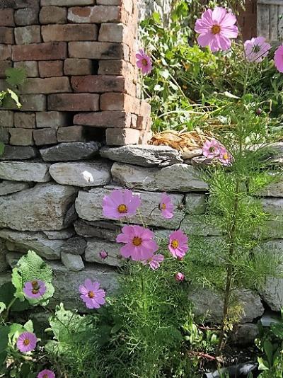 Name:  cosmos--.jpg
Views: 588
Size:  68.0 KB