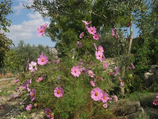 Name:  -cosmos-.jpg
Views: 609
Size:  59.5 KB