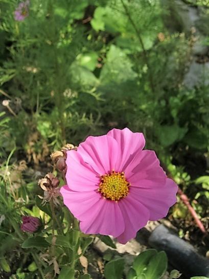 Name:  cosmos2.jpg
Views: 591
Size:  37.8 KB