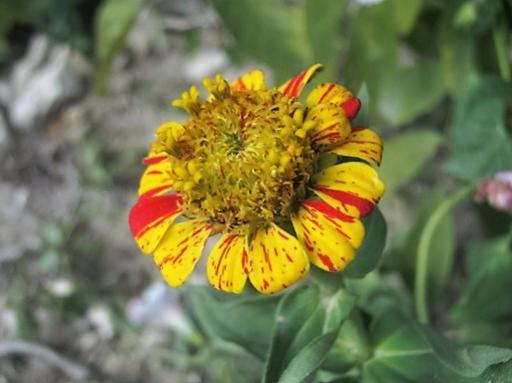 Name:  zinnia.jpg
Views: 576
Size:  26.7 KB
