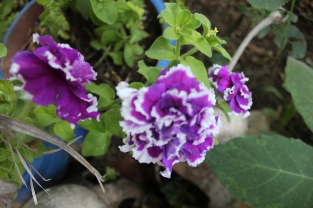 Name:  IMG_5066.jpg
Views: 528
Size:  37.5 KB