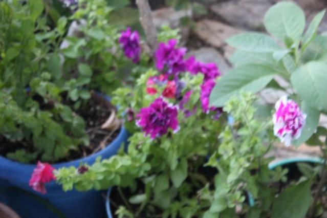 Name:  IMG_5012.jpg
Views: 533
Size:  35.3 KB