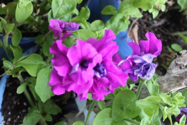 Name:  IMG_5068.jpg
Views: 331
Size:  43.0 KB
