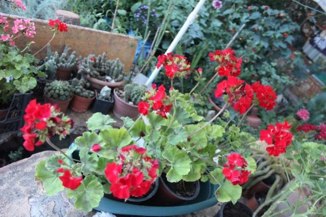 Name:  IMG_4980.jpg
Views: 289
Size:  59.0 KB