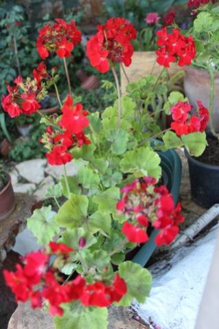 Name:  IMG_5074.jpg
Views: 287
Size:  31.3 KB