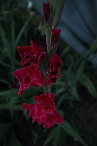 Name:  IMG_4998.jpg
Views: 294
Size:  43.2 KB