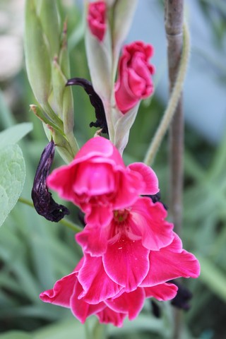Name:  IMG_5330.jpg
Views: 525
Size:  59.0 KB