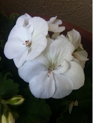 Name:  sr.JPG
Views: 318
Size:  27.4 KB