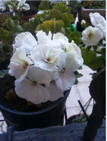 Name:  sr4.JPG
Views: 317
Size:  36.7 KB