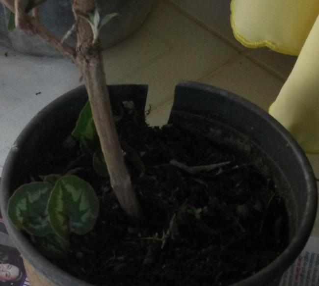 Name:  DSCF9879.jpg
Views: 845
Size:  28.8 KB