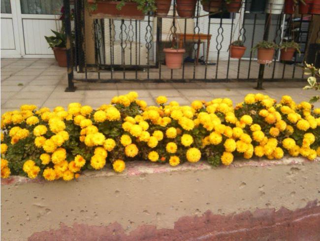 Name:  ka1.jpg
Views: 504
Size:  56.9 KB